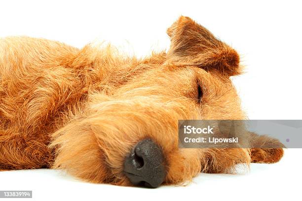 Terrier Irlandés De Pura Raza Foto de stock y más banco de imágenes de Animal - Animal, Animal doméstico, Animal joven