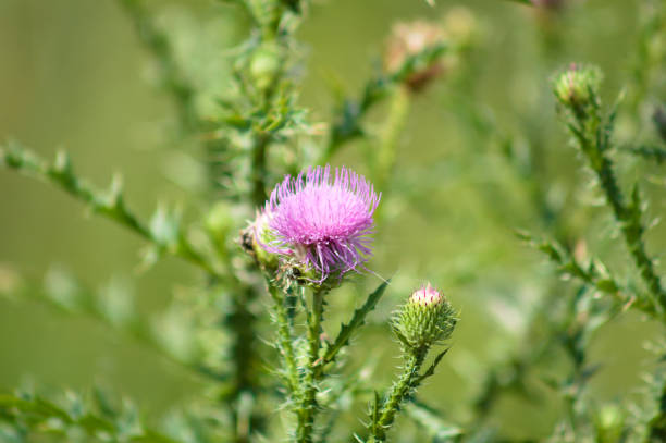 istock Single amazing creeping thistle in bloom close-up view with selective focus on foreground 1338392560