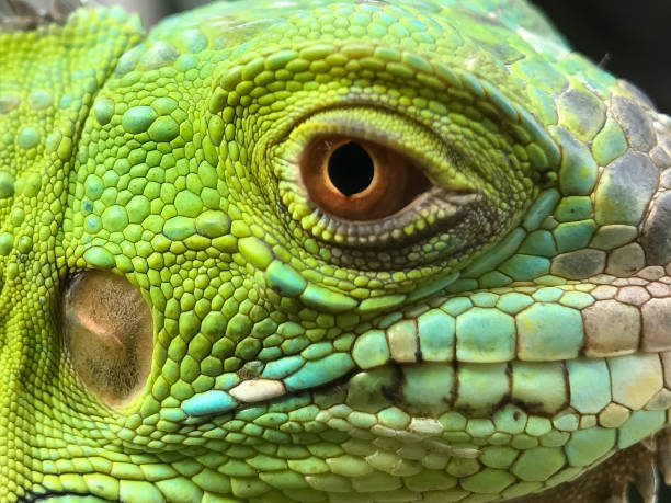 istock The giant green iguana in Macro shot 1338392665