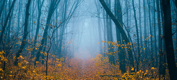 Mysterious pathway. Footpath in the dark, cold, foggy, autumn forest with high trees. Arch through the autumn misty forest with yellow leaves. Wide angle landscape.