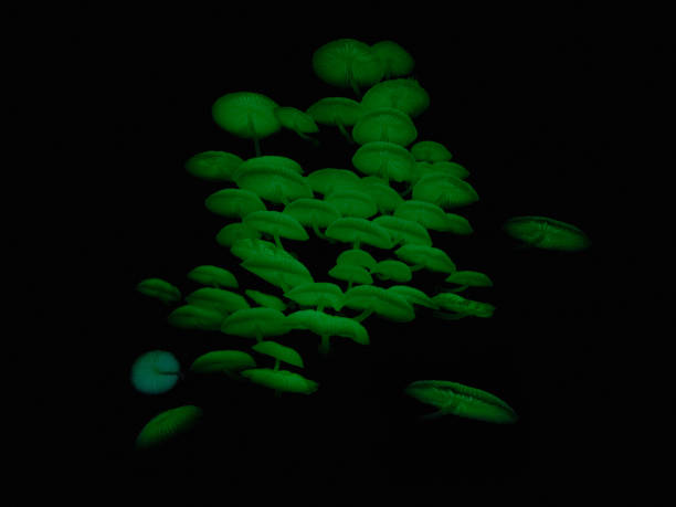 A Bunch of glowing Mushrooms