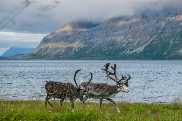 istock Reindeer at ocean in Norway Lapland 1338393854