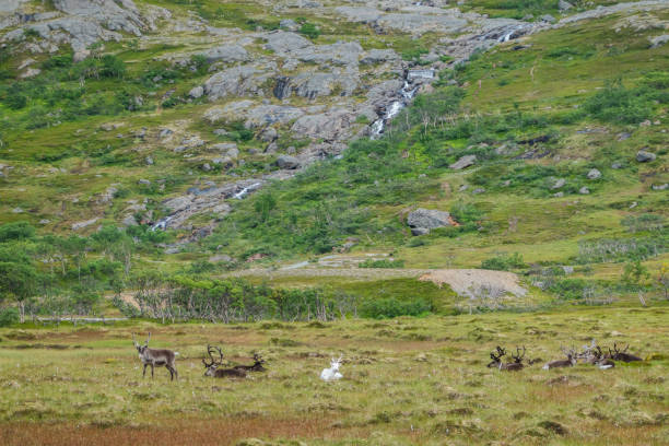 istock Reindeer at ocean in Norway Lapland 1338393864