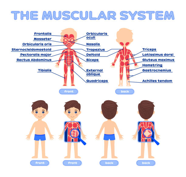 ilustraciones, imágenes clip art, dibujos animados e iconos de stock de sistema muscular humano y lindo niño en un estilo de dibujos animados para niños en edad escolar. vista frontal trasera. nombre de los músculos. póster de biología, lección de anatomía. ilustración para el diseño de medicina y atención médica. v - músculo oblicuo