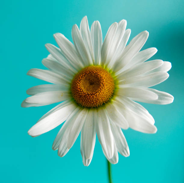 istock chamomile flower growing on green background 1338395075
