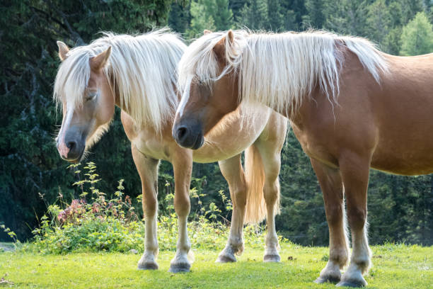 caballo haflinger (aveliniesi) cerca del pico ifinger (picco ivigna) en el sur de tyol. südtirol - trentino alto adige - cerca de merano - meran italia europa - ifinger fotografías e imágenes de stock