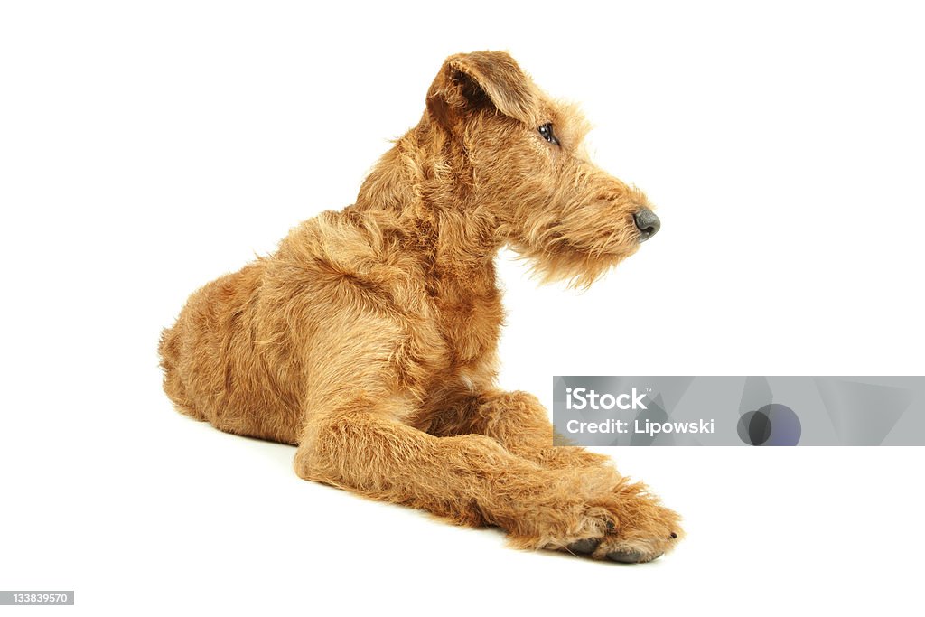 Puro-sangue Terrier irlandês - Foto de stock de Animal royalty-free