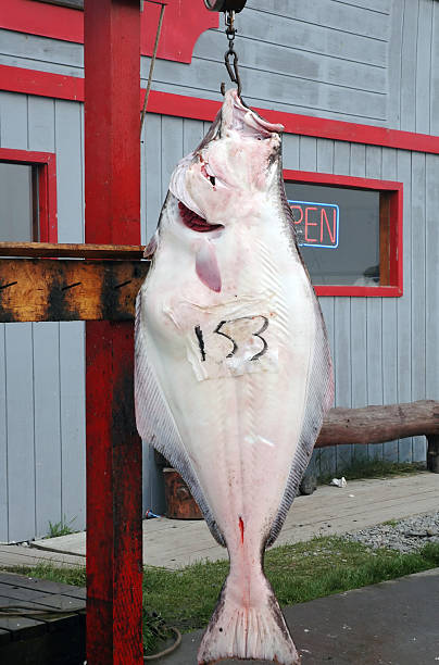heilbutt frisch gefangene - halibut flatfish fish hanging stock-fotos und bilder