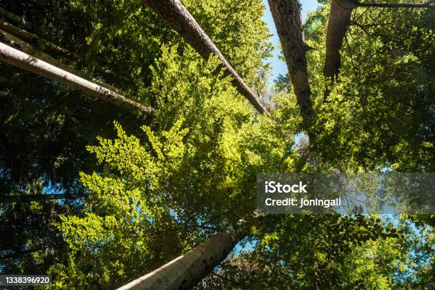 Wiew Up To The Canopy Of Beech Trees Stock Photo - Download Image Now - Forest, Autumn, Beech Tree