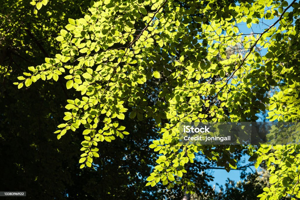 Chapel in woods at Vizzavona in Corsica Sunlight filtering through the green leaves of a Beech tree in the forest of Vizzavona in Corsica Abstract Stock Photo