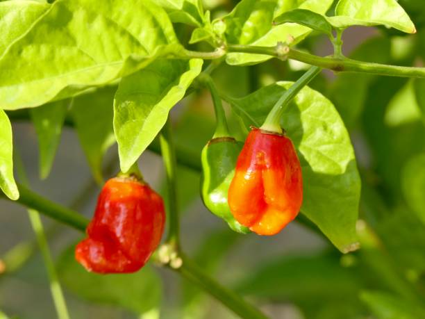 istock chili pepper red dragon 1338397396