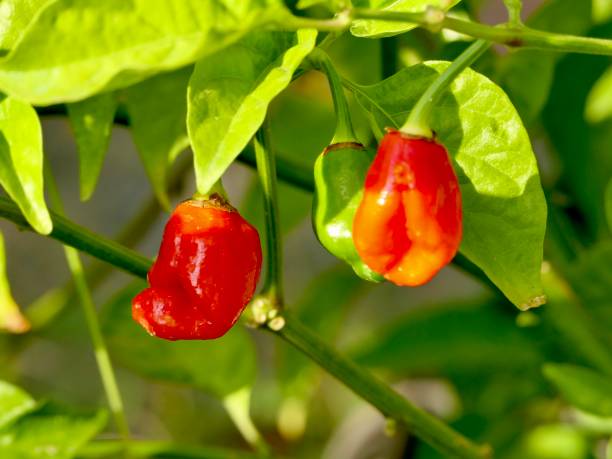 istock chili pepper red dragon 1338397407
