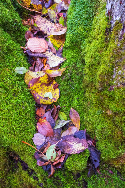 istock Autumn leaves lying in green moss in a crevice 1338398070