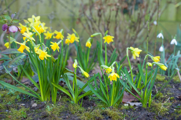 jonquilles naines tete a tete dans un parterre de fleurs de jardin britannique - flower winter narcissus daffodil yellow photos et images de collection