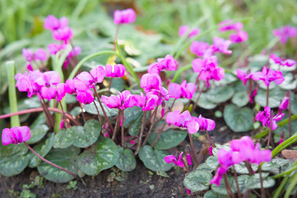 Cyclamens in winter, UK garden. Cyclamen coum flowers Cyclamens, cyclamen coum, flowering in a UK garden in winter cyclamen stock pictures, royalty-free photos & images