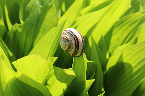 A snail on a leaf in St. Gallen, Switzerland.