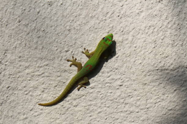 istock Gold Dust Day Gecko - Phelsuma Laticauda 1338402762