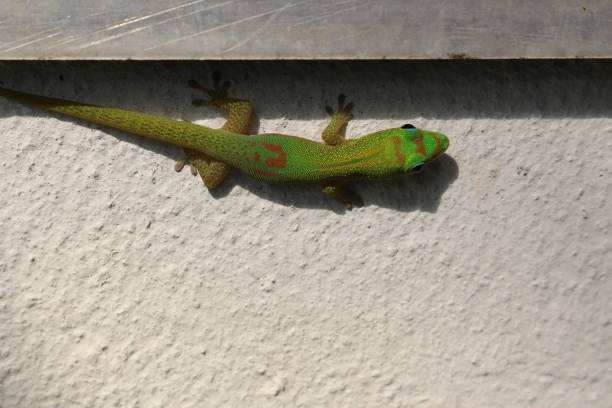 istock Gold Dust Day Gecko - Phelsuma Laticauda 1338402794