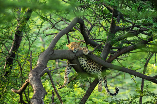 wild female leopard or panther resting on tree trunk or branch with eye contact in natural monsoon green background at forest or central india - panthera pardus fusca wild female leopard or panther resting on tree trunk or branch with eye contact in natural monsoon green background at forest or central india - panthera pardus fusca jaipur photos stock pictures, royalty-free photos & images