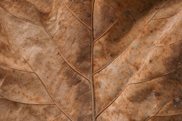 Teak leaves dry on the ground. Teak leaves have a wide shape