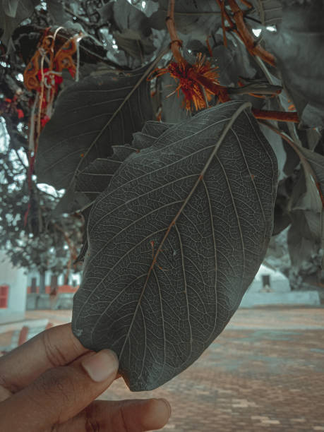 istock Sectional view of leaves 1338405360