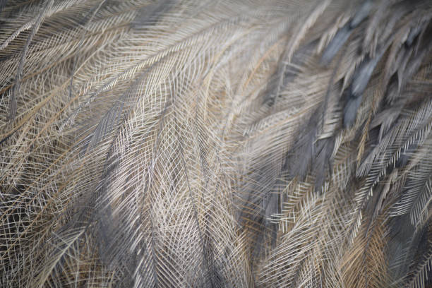 istock Detail of Emu Feathers 1338407844