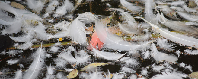 Flamingo Feathers floating in a pool