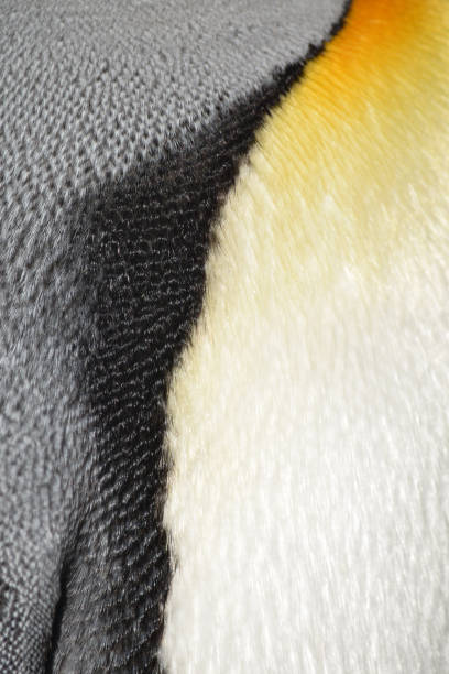 Close up of an Emperor Penguin's Feathers stock photo
