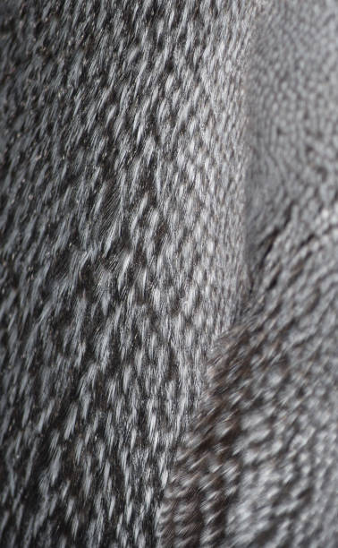 Close up of an Emperor Penguin's Feathers stock photo