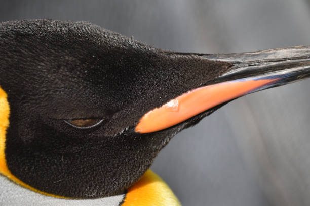 Portrait of an Emperor Penguin stock photo