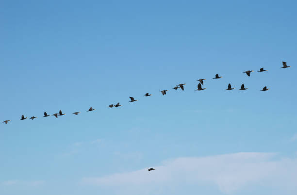 Flock of cormorants in flight.Blue sky in the background.