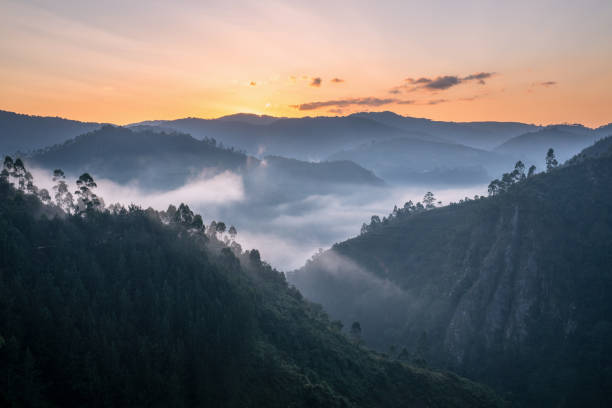 Bwindi National Park with early morning mood, Uganda Panoramic image of Bwindi National Park with early morning mood, Uganda uganda stock pictures, royalty-free photos & images