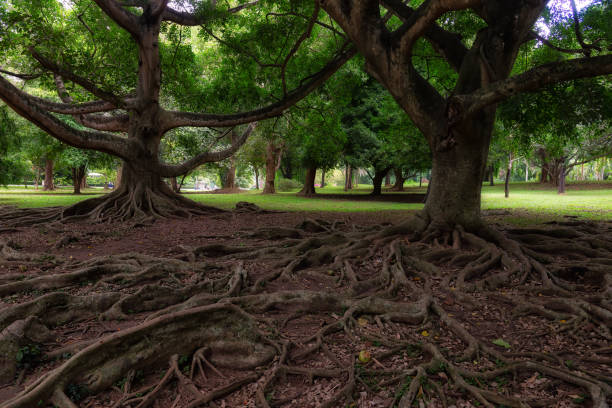 istock Ficus drupacea roots in Royal Botanical Gardens in Peradeniya, Sri Lanka 1338408320