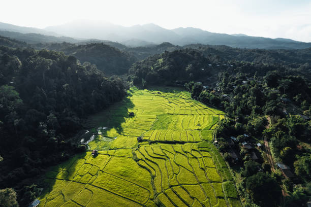 istock Rice field ,Aerial view of rice fields 1338409145