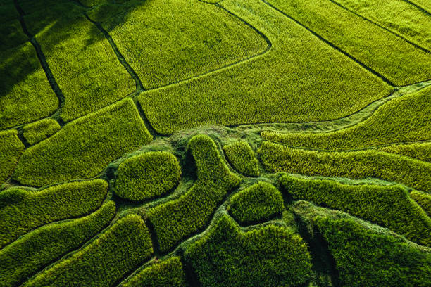 istock Rice field ,Aerial view of rice fields 1338409383