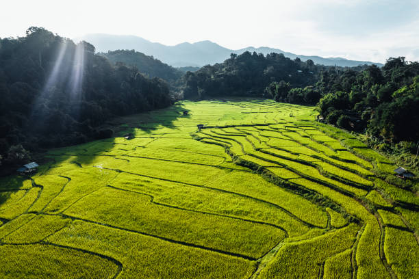 istock Rice field ,Aerial view of rice fields 1338409406
