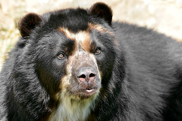 Front portrait of  andean bear (Tremarctos ornatus), also known as the spectacled bear
