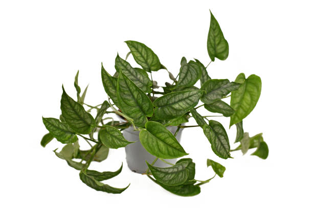 istock Exotic 'Monstera Siltepecana' houseplant 1338409626