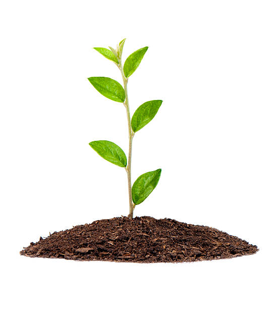 istock Small plant in a mound of dirt 133840984