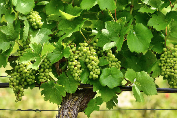 istock Vineyard with bunch of small green wine grapes 1338410217