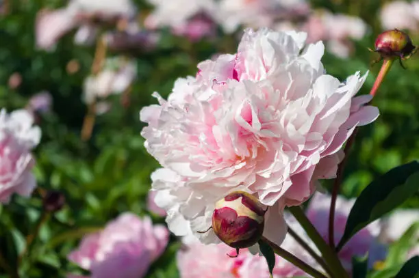 Photo of Beautiful natural background for valentine day, 8 march, and love theme, peony flowers Paeonia lactiflora, close up.