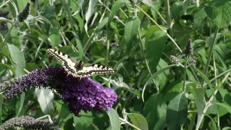 Papilio machaon, the Old World yellow swallowtail butterfly