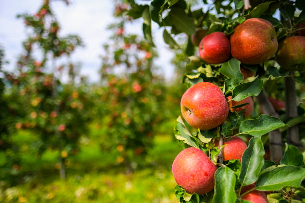 istock red apples on branch. Autumn harvest, Orchard 1338412742