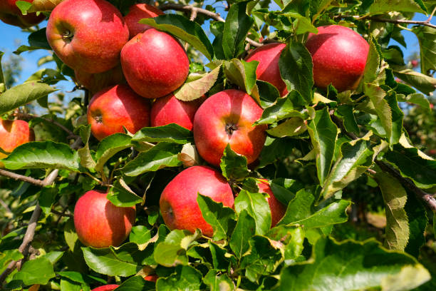 istock red apples on branch. Autumn harvest, Orchard 1338412748
