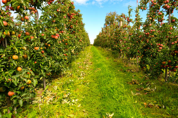 istock red apples on branch. Autumn harvest, Orchard 1338412751