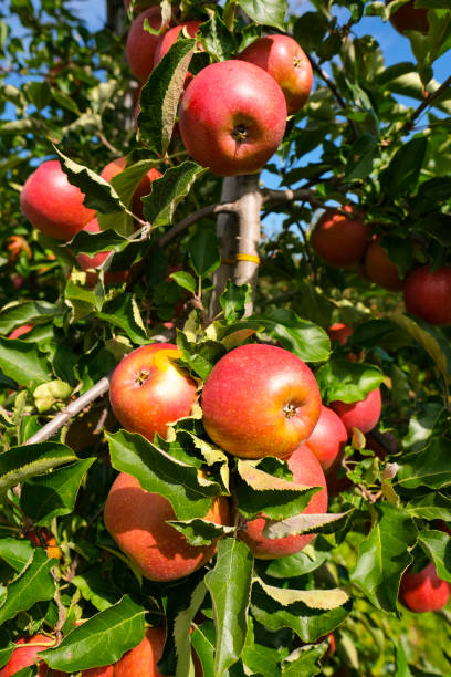 istock red apples on branch. Autumn harvest, Orchard 1338412753
