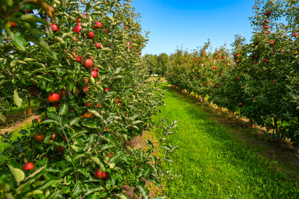 istock red apples on branch. Autumn harvest, Orchard 1338412759