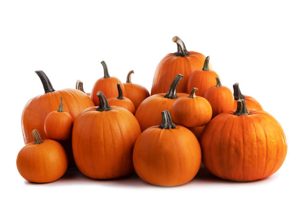istock Many orange pumpkins on white 1338416024