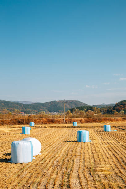 Autumn paddy field in Gyeongju, Korea