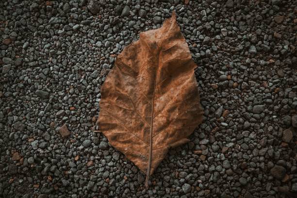 istock Dried teak leaves on gravel 1338417780